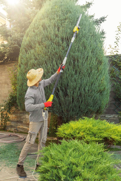 Large Tree Removal in Corpus Christi, TX